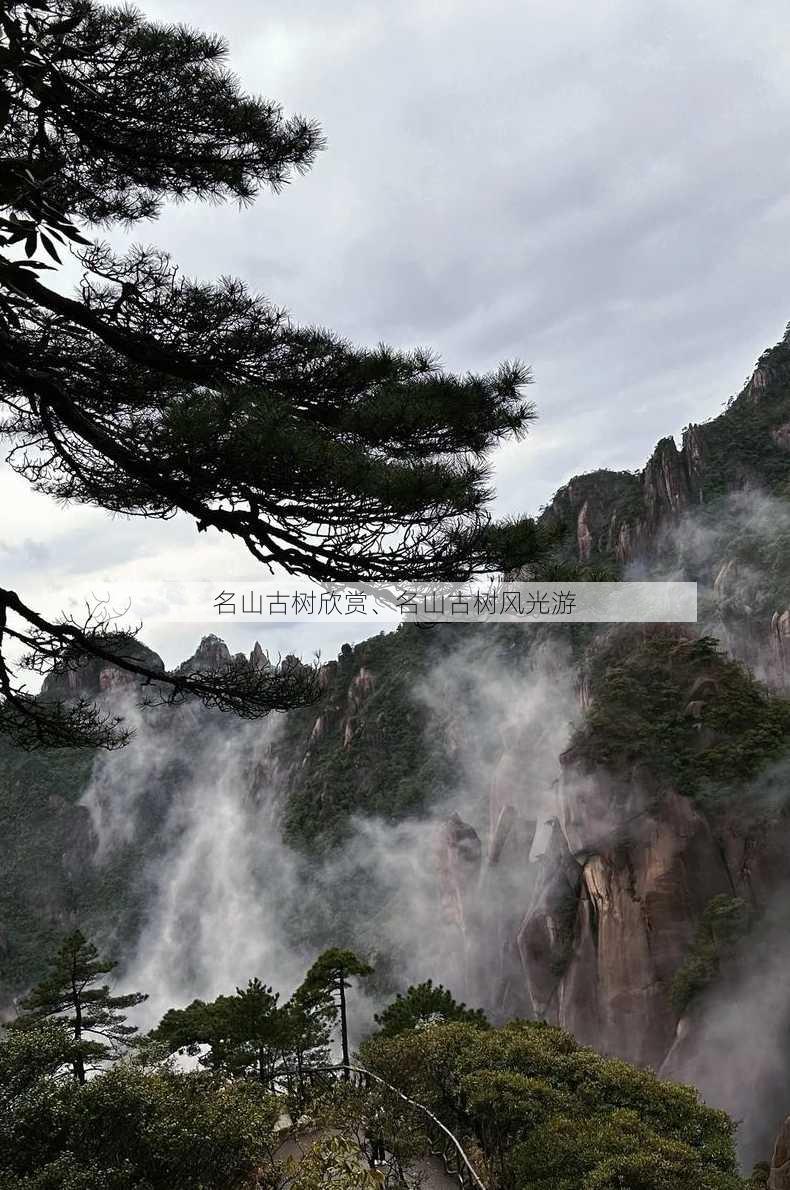 名山古树欣赏、名山古树风光游